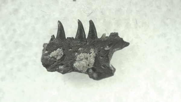 General Permian Age Varanops Synapsid Jaw From Texas For Sale #18