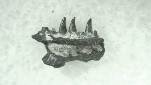 General Permian Age Varanops Synapsid Jaw From Texas For Sale #18a