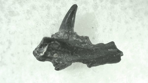 General Permian Age Varanops Synapsid Jaw From Texas For Sale #20a