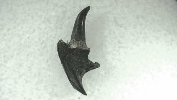 General Permian Age Varanops Synapsid Jaw From Texas For Sale #25