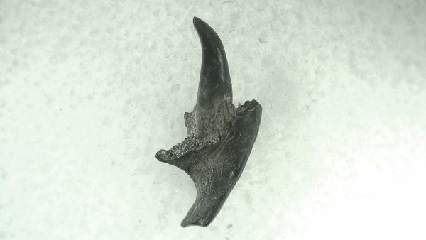 General Permian Age Varanops Synapsid Jaw From Texas For Sale #25a