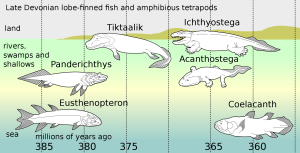 Permian Tetrapod