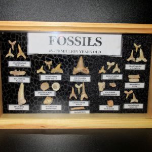 Genuine Cretaceous ~ Eocene Age Framed Fish and Reptile Collection Fossils for Sale from North Africa #16