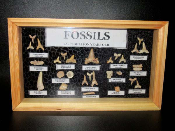 Genuine Cretaceous ~ Eocene Age Framed Fish and Reptile Collection Fossils for Sale from North Africa #16