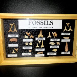 Genuine Cretaceous ~ Eocene Age Framed Fish and Reptile Collection Fossils for Sale from North Africa #17