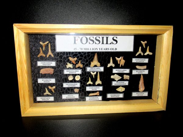 Genuine Cretaceous ~ Eocene Age Framed Fish and Reptile Collection Fossils for Sale from North Africa #17