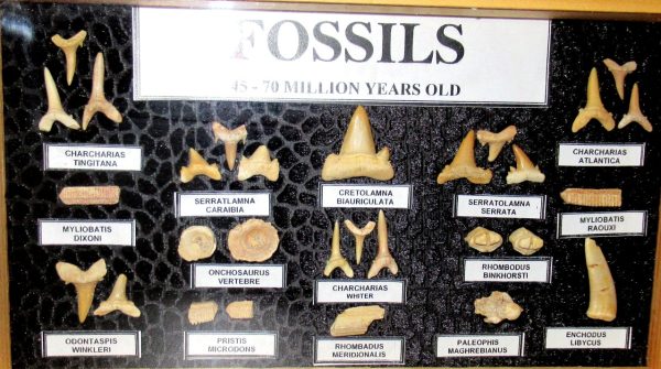 Genuine Cretaceous ~ Eocene Age Framed Fish and Reptile Collection Fossils for Sale from North Africa #20a