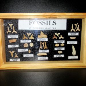 Genuine Cretaceous ~ Eocene Age Framed Fish and Reptile Collection Fossils for Sale from North Africa #22