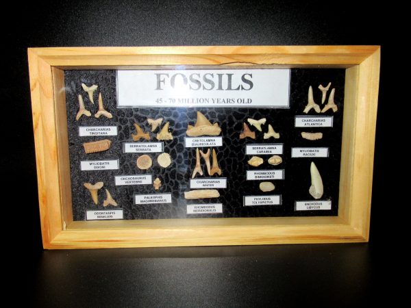 Genuine Cretaceous ~ Eocene Age Framed Fish and Reptile Collection Fossils for Sale from North Africa #22