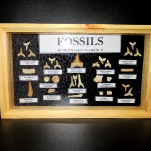 Genuine Cretaceous ~ Eocene Age Framed Fish and Reptile Collection Fossils for Sale from North Africa #23