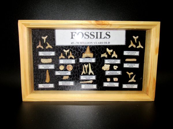 Genuine Cretaceous ~ Eocene Age Framed Fish and Reptile Collection Fossils for Sale from North Africa #23