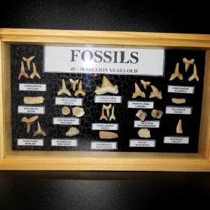 Genuine Cretaceous ~ Eocene Age Framed Fish and Reptile Collection Fossils for Sale from North Africa #25