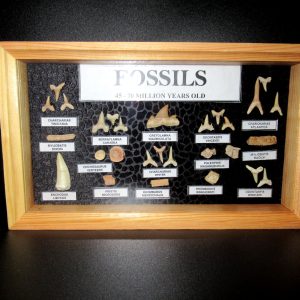 Genuine Cretaceous ~ Eocene Age Framed Fish and Reptile Collection Fossils for Sale from North Africa #27