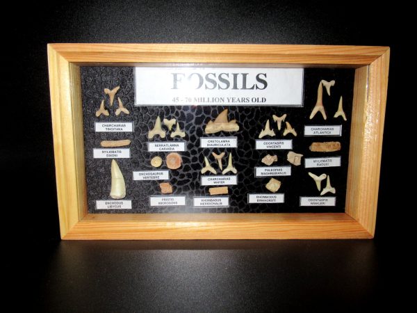 Genuine Cretaceous ~ Eocene Age Framed Fish and Reptile Collection Fossils for Sale from North Africa #27