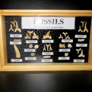 Genuine Cretaceous ~ Eocene Age Framed Fish and Reptile Collection Fossils for Sale from North Africa #28