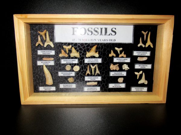 Genuine Cretaceous ~ Eocene Age Framed Fish and Reptile Collection Fossils for Sale from North Africa #28