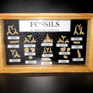 Genuine Cretaceous ~ Eocene Age Framed Fish and Reptile Collection Fossils for Sale from North Africa #29