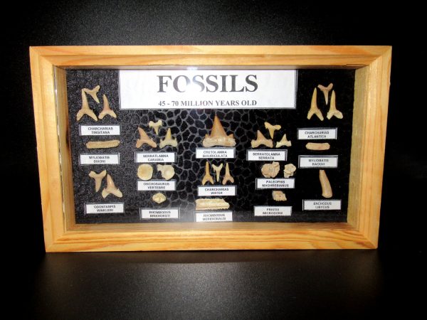 Genuine Cretaceous ~ Eocene Age Framed Fish and Reptile Collection Fossils for Sale from North Africa #29