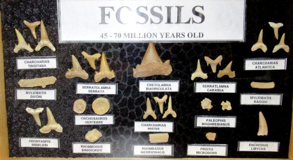 Genuine Cretaceous ~ Eocene Age Framed Fish and Reptile Collection Fossils for Sale from North Africa #30a