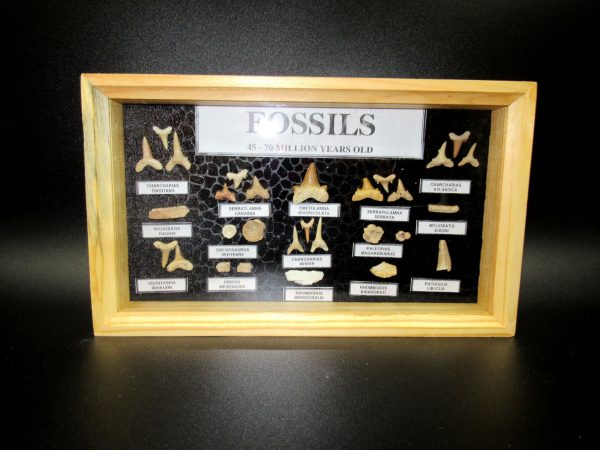 Genuine Cretaceous ~ Eocene Age Framed Fish and Reptile Collection Fossils for Sale from North Africa #31