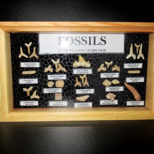 Genuine Cretaceous ~ Eocene Age Framed Fish and Reptile Collection Fossils for Sale from North Africa #32