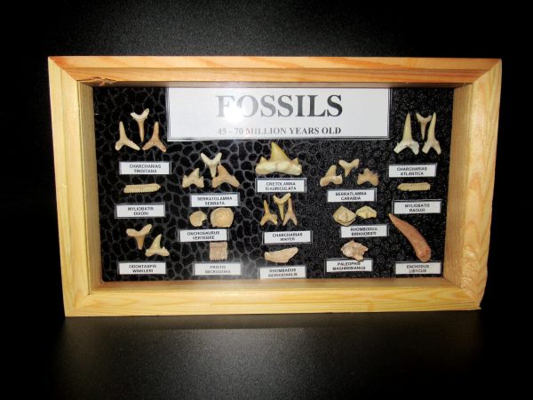 Genuine Cretaceous ~ Eocene Age Framed Fish and Reptile Collection Fossils for Sale from North Africa #32