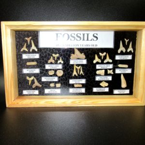 Genuine Cretaceous ~ Eocene Age Framed Fish and Reptile Collection Fossils for Sale from North Africa #34