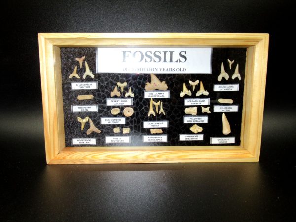 Genuine Cretaceous ~ Eocene Age Framed Fish and Reptile Collection Fossils for Sale from North Africa #34