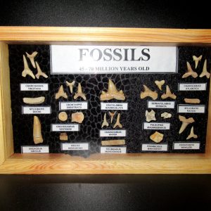 Genuine Cretaceous ~ Eocene Age Framed Fish and Reptile Collection Fossils for Sale from North Africa #35