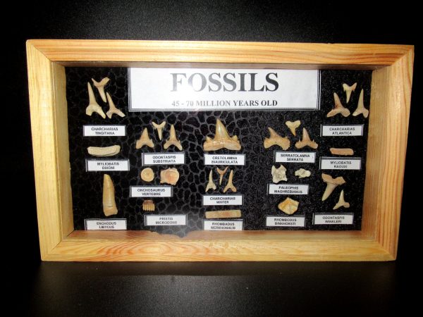 Genuine Cretaceous ~ Eocene Age Framed Fish and Reptile Collection Fossils for Sale from North Africa #35