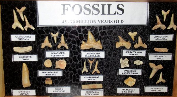 Genuine Cretaceous ~ Eocene Age Framed Fish and Reptile Collection Fossils for Sale from North Africa #35a