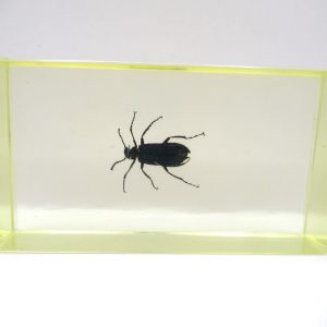 Genuine Modern Insect in Resin Block for Sale #100