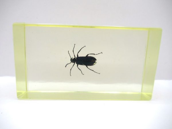 Genuine Modern Insect in Resin Block for Sale #100