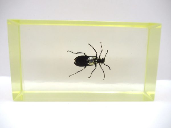 Genuine Modern Insect in Resin Block for Sale #100a