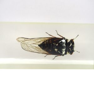 Genuine Modern Insect in Resin Block for Sale #101