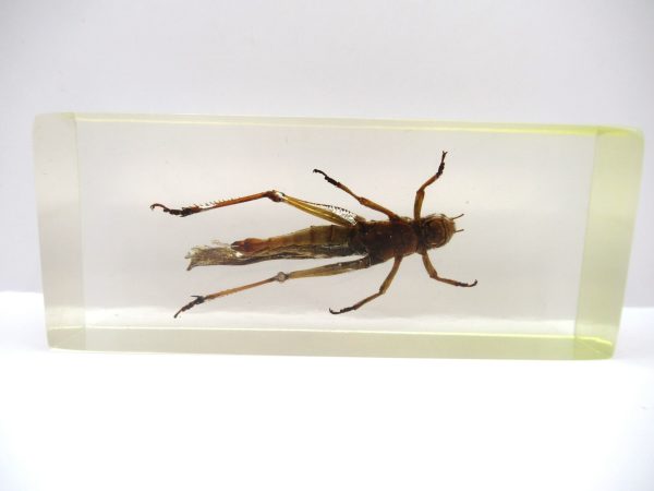 Genuine Modern Insect in Resin Block for Sale #102a