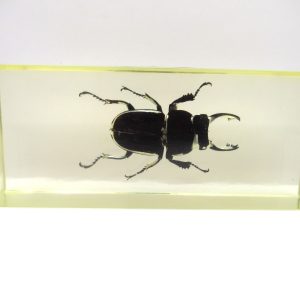 Genuine Modern Insect in Resin Block for Sale #103