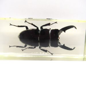 Genuine Modern Insect in Resin Block for Sale #104