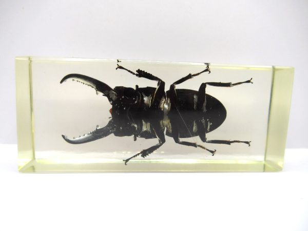 Genuine Modern Insect in Resin Block for Sale #104a