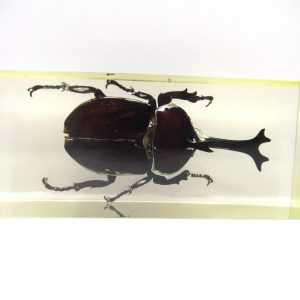 Genuine Modern Insect in Resin Block for Sale #105