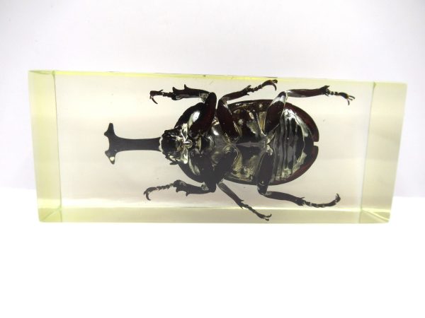 Genuine Modern Insect in Resin Block for Sale #105a