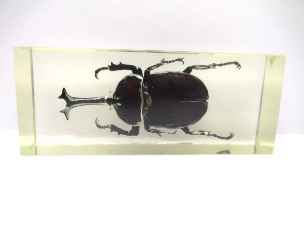 Genuine Modern Insect in Resin Block for Sale #106