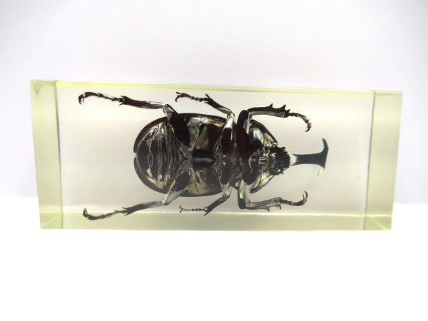 Genuine Modern Insect in Resin Block for Sale #106a