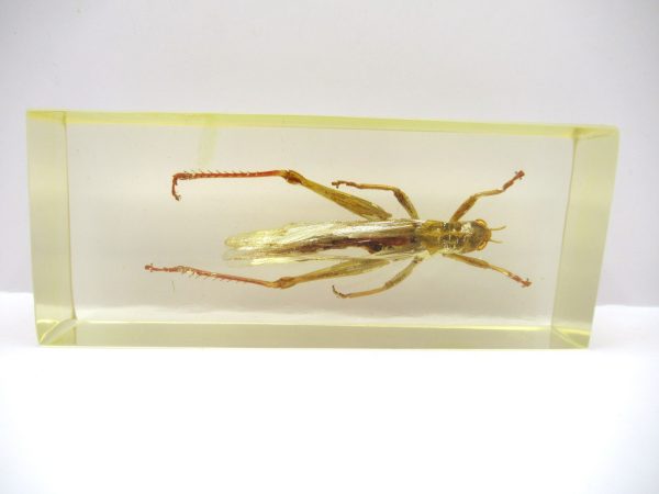 Genuine Modern Insect in Resin Block for Sale #107