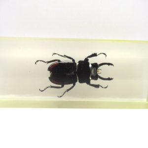 Genuine Modern Insect in Resin Block for Sale #108