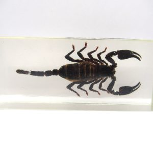 Genuine Modern Insect in Resin Block for Sale #109