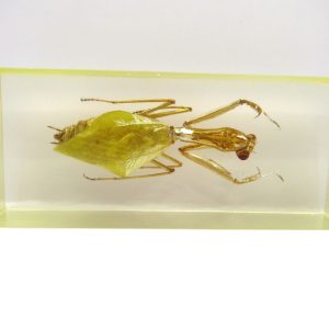 Genuine Modern Insect in Resin Block for Sale #111