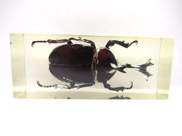 Genuine Modern Insect in Resin Block for Sale #112