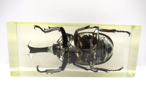 Genuine Modern Insect in Resin Block for Sale #112a