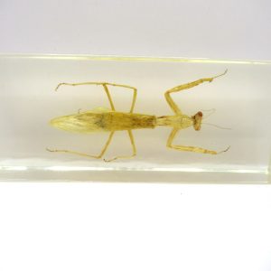 Genuine Modern Insect in Resin Block for Sale #115